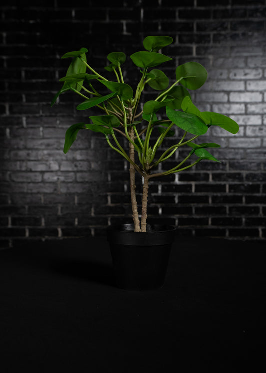 Baby tree plant